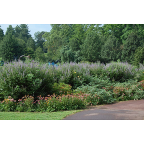 Vitex agnus-castus - Chaste Tree