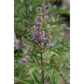 Vitex agnus-castus 'Abbeville Blue' - Abbeville Blue Chaste Tree