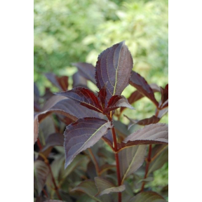 Weigela florida 'Alexandra' PP 10772 - Alexandra Weigela