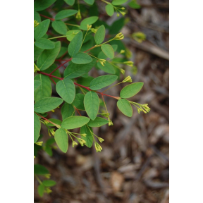 Wikstroemia trichotoma  - Wikstroemia