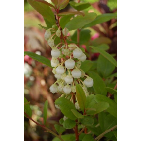 Zenobia pulverulenta  - Dusty Zenobia