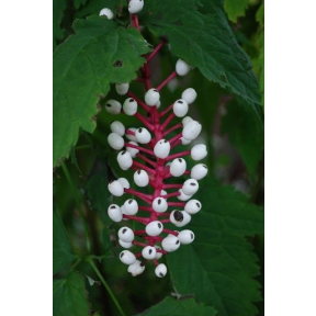 Actaea pachypoda - White Baneberry or Doll's Eyes