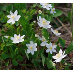 Anemonella thalictroides - Rue Anemone
