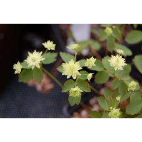 Anemonella thalictroides 'Betty Blake' - Betty Blake Rue Anemone