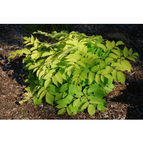 Aralia cordata 'Sun King' - Sun King Japanese Spikenard