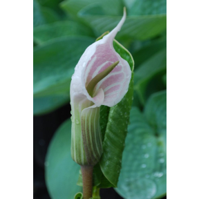 Arisaema candidissimum - Pink Flowered Cobra Lily 