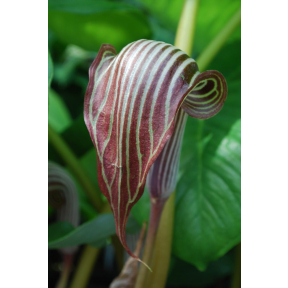 Arisaema fargesii - Chinese Cobra Lily