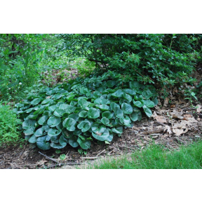 Asarum europaeum  - European Ginger