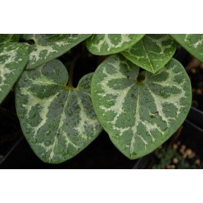 Asarum shuttleworthii 'Jenkins Jewel' - Jenkins Jewel Wild Ginger