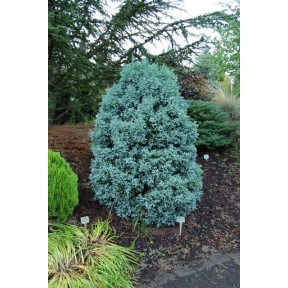 Chamaecyparis pisifera 'Curly Tops' - Curly Tops Sawara False