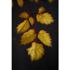 Astilbe chinensis 'Amber Moon' PP 26028 - Amber Moon Astilbe