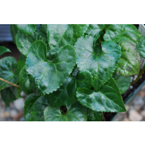 Beesia deltophylla - Beesia