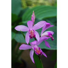 Bletilla striata - Hyacinth Orchid