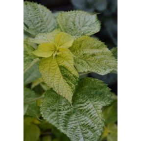 Boehmeria nipononivea 'Kogane Mushi' - Kogane Mushi Japanese False Nettle