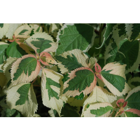 Boehmeria nipononivea 'Nichirin' - Nichirin Japanese False Nettle