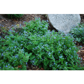 Brunnera macrophylla - Heartleaf Brunnera
