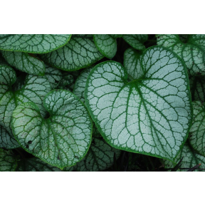 Brunnera macrophylla 'Jack Frost' PP 13859 - Jack Frost Heartleaf Brunnera