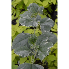 Cacalia hastata var. orientalis 'Embroidery' (white margins) - Variegated Cacalia