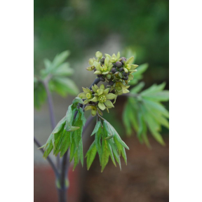 Caulophyllum thalictroides - Blue Cohosh