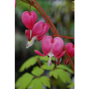 Dicentra spectabilis 'Gold Heart' - Gold Heart Bleeding Heart