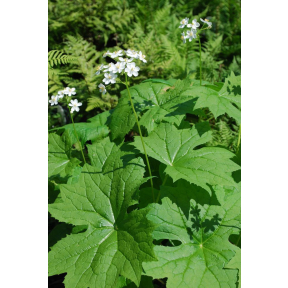 Diphylleia cymosa - Umbrella Leaf