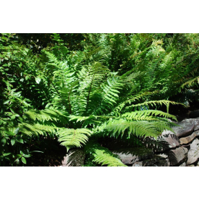 Dryopteris crassirhizoma - Thick Stemmed Wood Fern