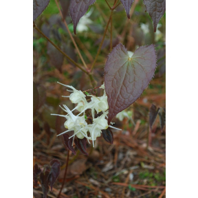 Epimedium grandiflorum f. flavescens 'Chocolate Lace' - Chocolate Lace Fairy-Wings