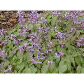 Epimedium grandiflorum 'Lilafee' - Lilafee Fairy Wings