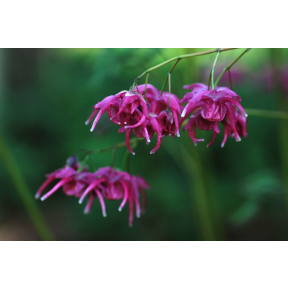 Epimedium grandiflorum 'Red Queen' - Red Queen Fairy Wings