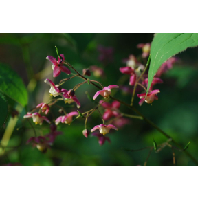 Epimedium x rubrum 'Sweetheart' - Sweetheart Fairy Wings