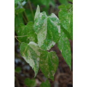 Epimedium sempervirens 'Creamsickle' - Creamsickle Fairy Wings