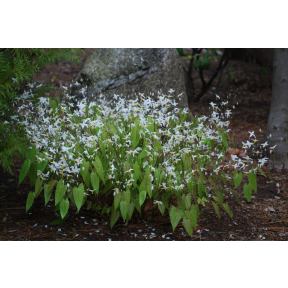 Epimedium stellulatum 'Long Leaf Form'  - Fairy Wings