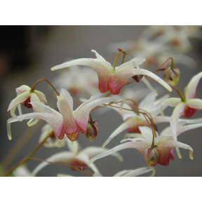 Epimedium x 'Domino' - Domino Fairy Wings