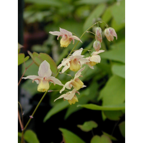 Epimedium x versicolor 'Strawberry Blush' - Strawberry Blush Fairy Wings