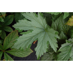 Filipendula palmata 'Variegata' - Variegated Siberian Meadowsweet