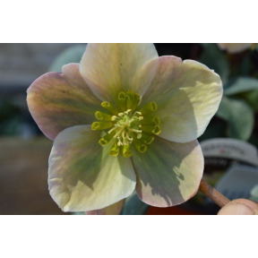 Helleborus x nigersmithii 'Walhelivor' Ivory Prince™ PP 16199 - Ivory Prince™ Hellebore