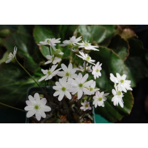 Hepatica acutiloba - Sharp Lobed Hepatica