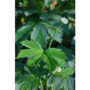 Hydrastis canadensis - Goldenseal