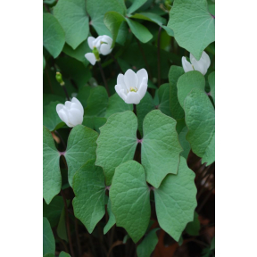 Jeffersonia diphylla - Twinleaf