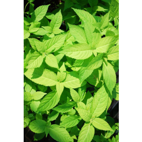 Leucosceptrum japonicum 'Golden Angel' - Golden Angel Japanese Shrub Mint