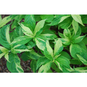 Leucosceptrum japonicum 'Mountain Madness' ('Variegata') - Mountain Madness Japanese Shrub Mint