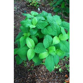 Leucosceptrum stellipilum - Japanese Shrub Mint
