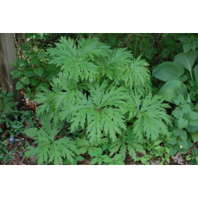 Ligularia japonica - Japanese Ligularia