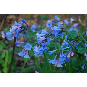 Mertensia virginica - Virginia Bluebell
