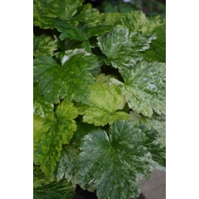 Mitella japonica 'Variegata - Variegated Japanese Miterwort