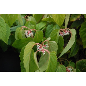 Pachysandra axillaris var. stylosa - Chinese Pachysandra