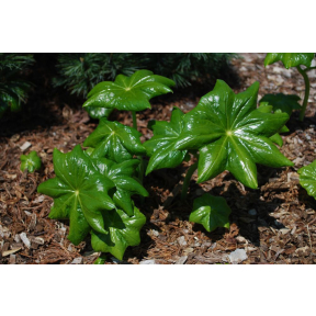 Podophyllum pleianthum - Chinese Mayapple
