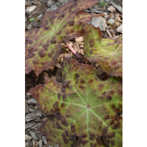 Podophyllum veitchii - Chinese Mayapple  