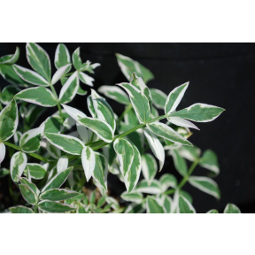 Polemonium reptans 'Touch of Class' PP 19768 - Touch of Class Jacob's Ladder