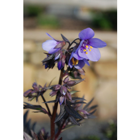 Polemonium yezoense 'Bressingham Purple' - Bressingham Purple Jacob's Ladder